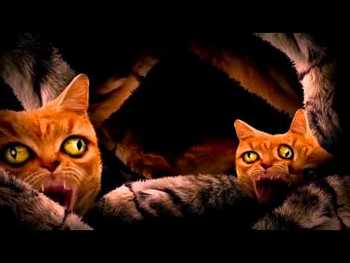 Run The Jewels feat. Lil Bub, Maceo and Delonte - Meowpurrdy video