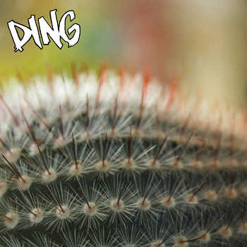 ±±Ding±± - Cactus