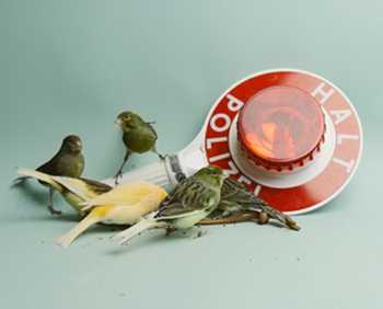 Suff Daddy - Macrowave video