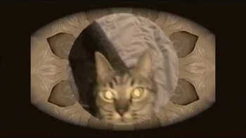 Lord Faz - Chillin With My Funky Cats video