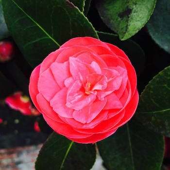 dela - Loveries Crari