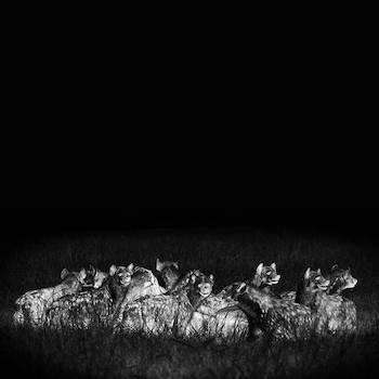 Lex Boogie From The Bronx Senz Beats - The Hyena Lies Heavy