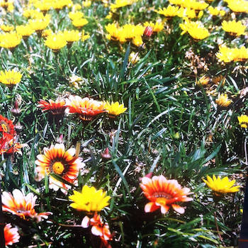 Shūnya - Birth Death