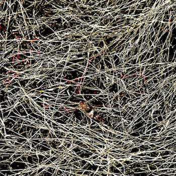 Tenshun/10shun - Grasshopper