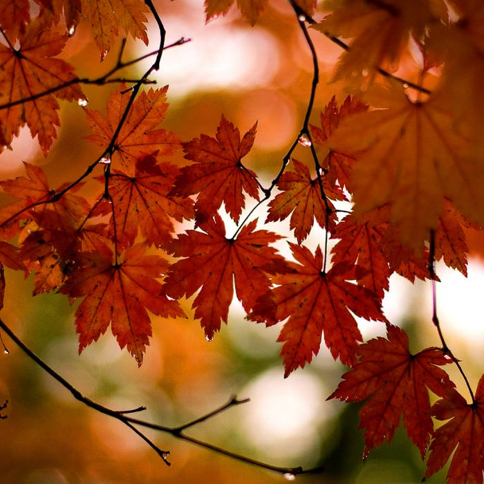 The Peanut Gallery - Autumn (Welcome To The Fall)