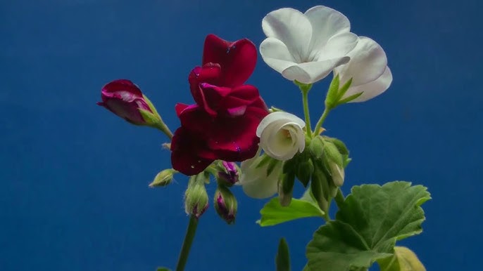 G00SE - Bipolar Daydreams video