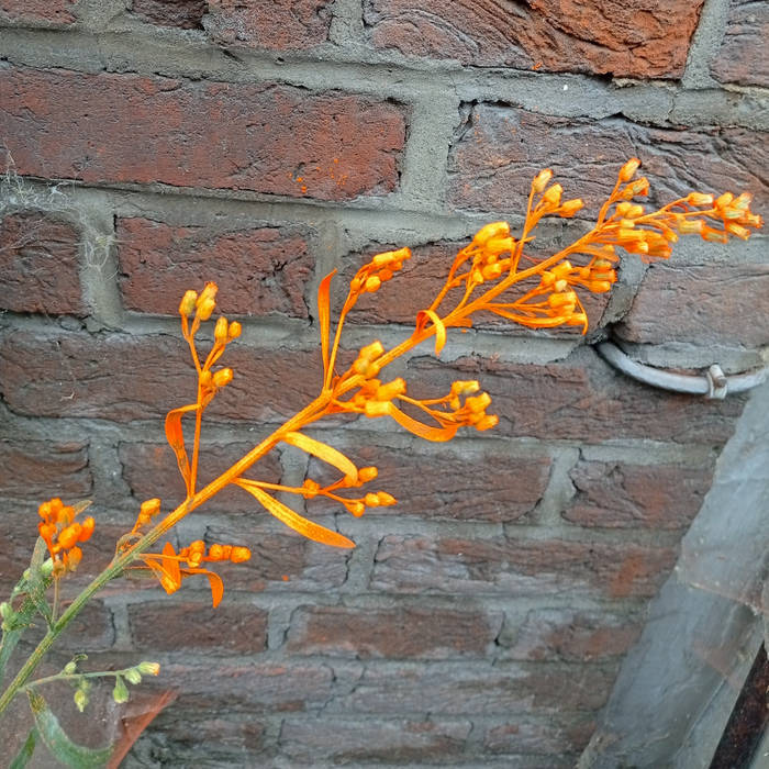 Kesmo - FALL FRAGMENTS VOL. 2 Kesmo - FALL FRAGMENTS VOL. 2